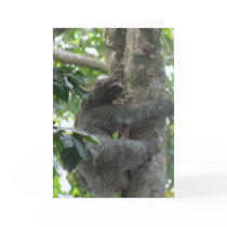 Climbing Sloth Greeting Card