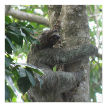 Climbing Sloth  Invitations