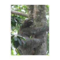 Climbing Sloth Postcard