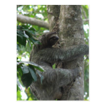 Climbing Sloth Postcard