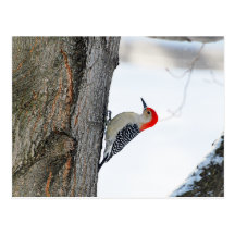 Climbing the Tree Postcard