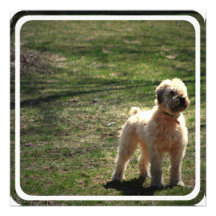 Clipped Old English Sheepdog Invitations