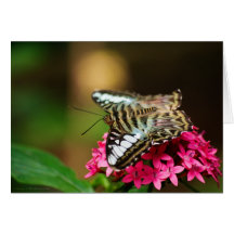Clipper on Pentas 3 Card