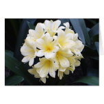 Clivia cards