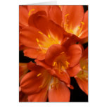 Clivia Flower Cluster Greeting Cards