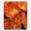 Clivia Flower Cluster mousepads