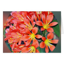 Clivia In Full Bloom Cards