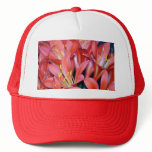Clivia lily flower and origin hats