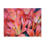 Clivia lily flower and origin postcard
