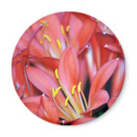 Clivia lily flower and origin refrigerator magnet