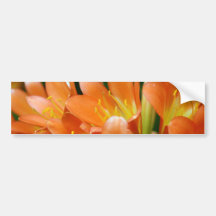 Clivia Miniata Bumper Stickers