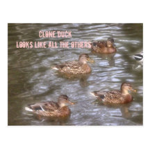 Clone duck post cards