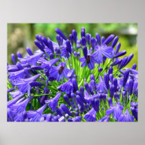 Close Purple Flower in Bloom with Bees Print