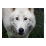 close up artic wolf cards