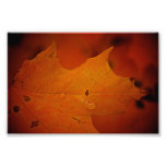 Close Up Autumn Leaf 4X6 Photo
