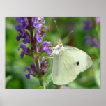 Close Up Butterfly posters