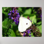 Close Up Butterfly posters