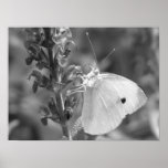Close Up Butterfly posters