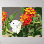 Close Up Butterfly posters