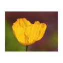 Close up Californian Poppy postcards