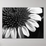 Close-Up Coneflower posters