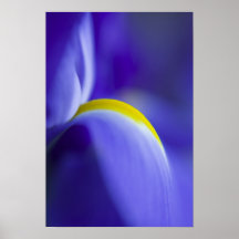 Close-up detail of a Blue Flag iris. Posters
