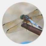 Close up Dragonfly Round Stickers