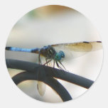 Close up Dragonfly Stickers