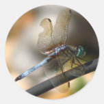 Close up Dragonfly Stickers