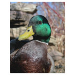 Close Up Duck flyers