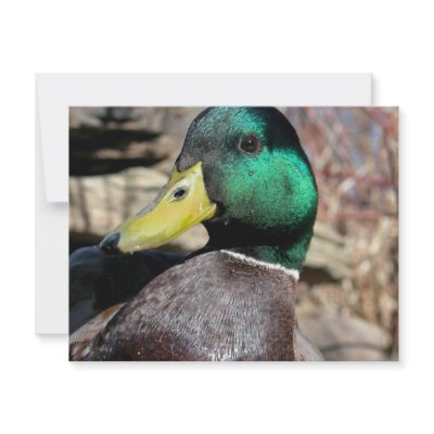 Close Up Duck Personalized Invitation by PhotoJoeVa