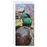Close Up Duck rack cards