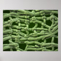 Close-up fabric posters