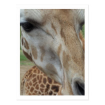 Close-Up Giraffe postcards