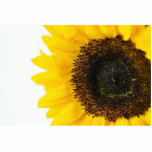 Close Up Image Of Sunflower photo sculptures