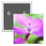 Close Up - Money Plant Flower Pinback Button