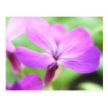 Close Up - Money Plant Flower Post Cards