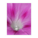 Close-up Morning Glory Postcard