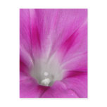 Close-up Morning Glory Postcard