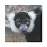 Close up of a Black and White Ruffed Lemur magnets