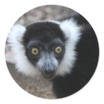 Close up of a Black and White Ruffed Lemur stickers