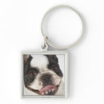Close-up of a Boston Terrier sticking out its Key Chain