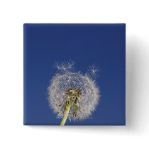 Close-up of a dandelion pins