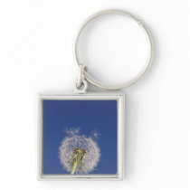 Close-up of a dandelion keychains