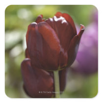 Close up of a double red tulip in a spring square stickers