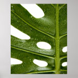 Close up of a green palm leaf with water beaded posters