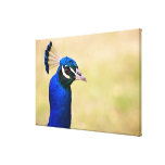 Close-up of a peacock 3 canvas prints