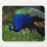 Close-up of a peacock mousepads