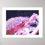 Close up of a Spider crab posters