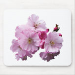 Close Up of Cherry Blossoms mousepads